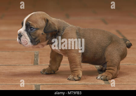 Englische Bulldogge. Welpe (4 Wochen alt) auf Fliesen. Deutschland Stockfoto