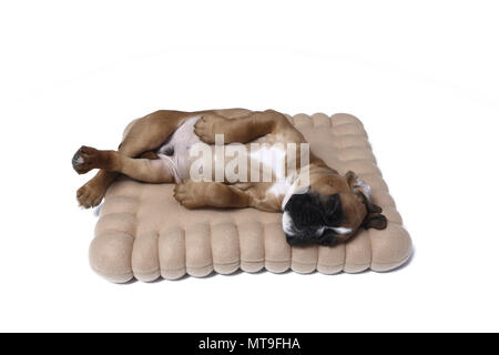 Deutscher Boxer. Welpe (7 Wochen alt) schläft auf ein Cookie-förmiges Kissen. Studio Bild Stockfoto