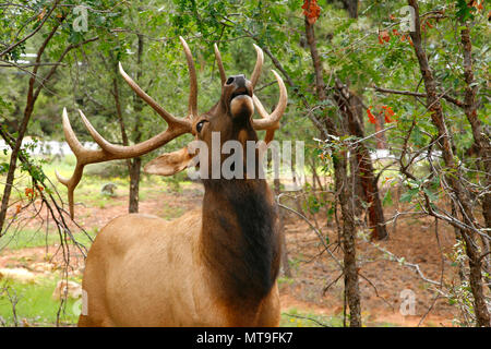 Wapiti Wapiti (Cervus elaphus) gegen im Grand Canyon - Arizona USA Stockfoto