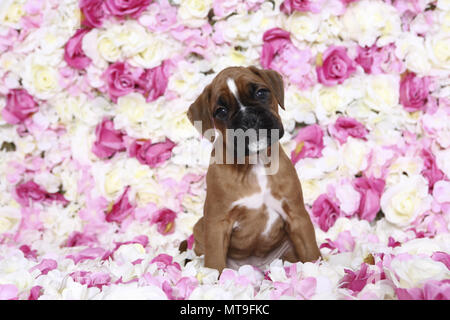 Deutscher Boxer. Welpe (7 Wochen alt) sitzen unter rosa Blüten. Studio Bild. Deutschland Stockfoto