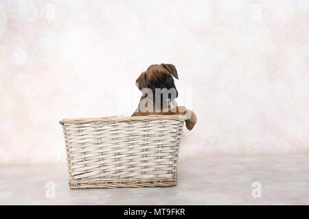 Deutscher Boxer. Welpe (7 Wochen alt) in einem Korb. Studio Bild. Deutschland Stockfoto