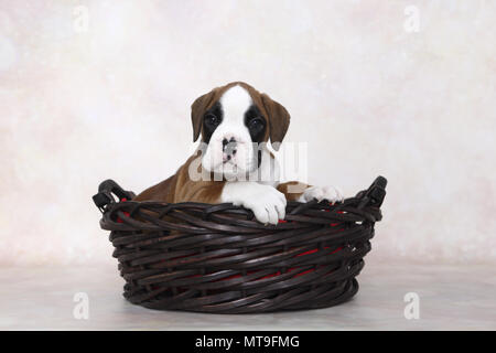 Deutscher Boxer. Welpe (7 Wochen alt) in einem Korb. Studio Bild. Deutschland Stockfoto