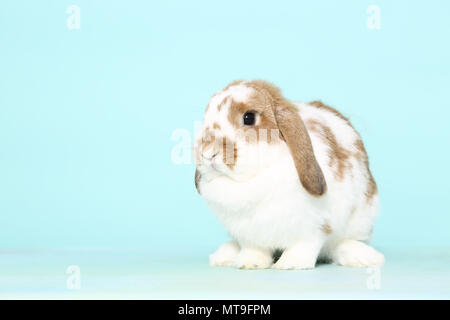Dwarf Lop-eared Kaninchen sitzen. Studio Bild gegen einen hellblauen Hintergrund Stockfoto