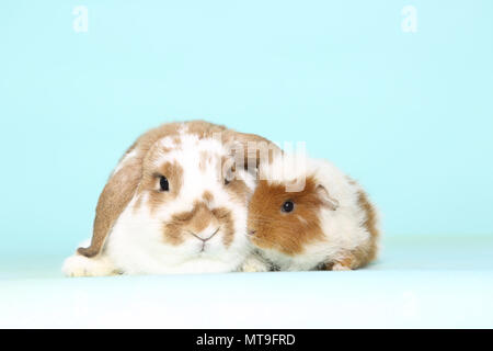 Dwarf Lop-eared Kaninchen und Meerschweinchen, die nebeneinander liegen, gesehen. Studio Bild gegen einen hellblauen Hintergrund Stockfoto