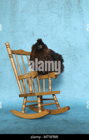 Inländische Huhn, Silkie, seidig. Nach sitzen auf einem Schaukelstuhl. Studio Bild Stockfoto