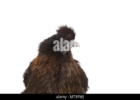 Inländische Huhn, Silkie, seidig. Portrait von Erwachsenen. Studio Bild auf weißem Hintergrund Stockfoto