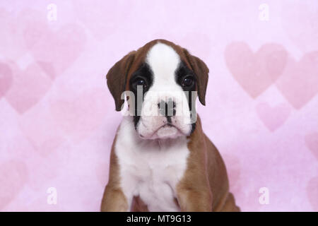 Deutscher Boxer. Porträt eines Welpen (7 Wochen alt). Studio Bild gegen ein rosa Hintergrund mit Herzen drucken gesehen. Deutschland Stockfoto