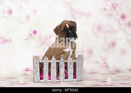 Deutscher Boxer. Welpe (7 Wochen alt) hinter einer kleinen Zaun Studio Bild sitzen. Deutschland Stockfoto