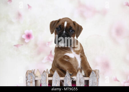 Deutscher Boxer. Welpe (7 Wochen alt) hinter einer kleinen Zaun Studio Bild sitzen. Deutschland Stockfoto