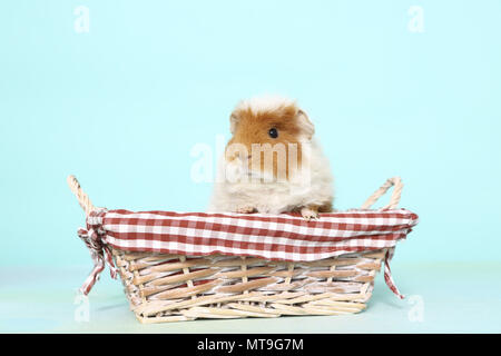 US-Teddy Meerschweinchen in einem Korb. Studio Bild gegen einen hellblauen Hintergrund Stockfoto