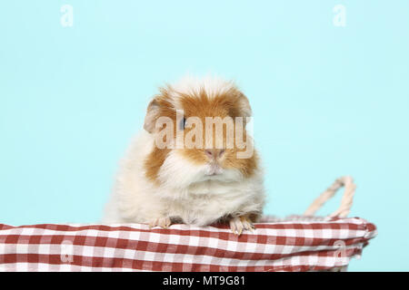 US-Teddy Meerschweinchen in einem Korb. Studio Bild gegen einen hellblauen Hintergrund Stockfoto