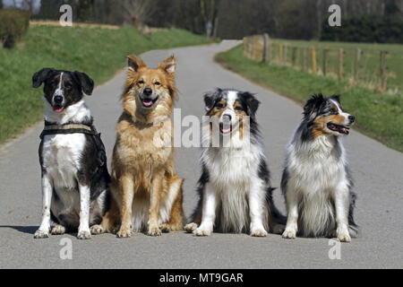 Vier Hunde sitzen auf einer kleinen Strasse: Mischlingen, Garafian Schäferhund, Australian Shepherds (von links nach rechts). Deutschland Stockfoto