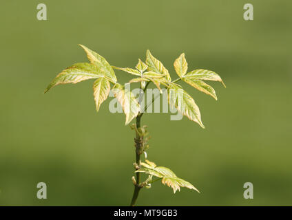 Box Elder (Acer freemanii x variegatum). Zweig mit frische Blätter, Sorte mit cremig weiße Blatt Margen. Deutschland Stockfoto