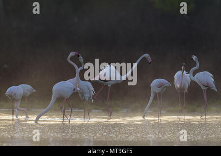 Mehr Flamingo (Phoenicopterus Roseus). Fütterung und Streit an einem kalten und nebligen Morgen. An der Laguna de Fuente de Piedra in der Nähe der Stadt Antequera. Dies ist der größte natürliche See in Andalusien und Europas nur Inland Nährboden für diese Art. Provinz Malaga, Andalusien, Spanien. Stockfoto