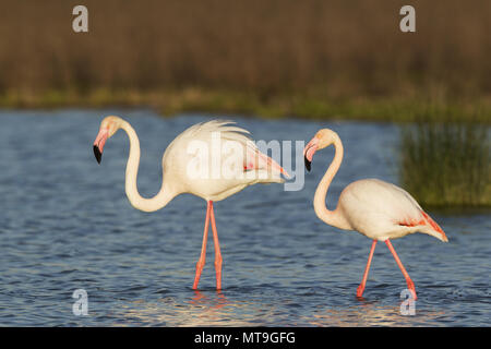 Mehr Flamingo (Phoenicopterus Roseus). Männliche und weibliche auf der linken Seite an der Laguna de Fuente de Piedra in der Nähe der Stadt Antequera. Dies ist der größte natürliche See in Andalusien und Europas nur Inland Nährboden für diese Art. Provinz Malaga, Andalusien, Spanien. Stockfoto