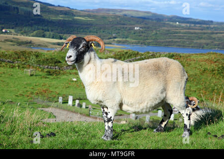 Porträt eines schottischen blackface Schaf, Quirain, Isle of Skye, Schottland Stockfoto