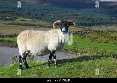 Porträt eines schottischen blackface Schaf, Quirain, Isle of Skye, Schottland Stockfoto