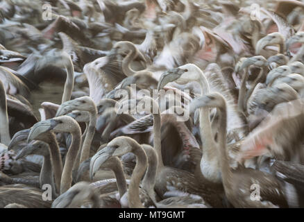 Mehr Flamingo (Phoenicopterus Roseus). Immatures in einem Gehäuse an der Laguna de Fuente de Piedra in der Nähe der Stadt Antequera erwarten eine medizinische überprüfung und das Klingeln. Dies ist der größte natürliche See in Andalusien und Europas nur Inland Nährboden für diese Art. Wirkung durch Schwenken der Kamera verwischt. Provinz Malaga, Andalusien, Spanien. Stockfoto