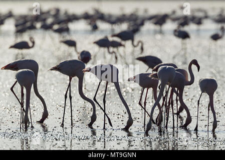 Mehr Flamingo (Phoenicopterus Roseus). Fütterung durch Filterung des Wasser mit ihren Schnäbeln. An der Laguna de Fuente de Piedra in der Nähe der Stadt Antequera. Dies ist der größte natürliche See in Andalusien und Europas nur Inland Nährboden für diese Art. Provinz Malaga, Andalusien, Spanien. Stockfoto