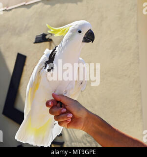 Gelbe Kakadus (Cacatua sulfurea) Stockfoto