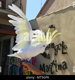 Gelbe Kakadus (Cacatua sulfurea) Stockfoto