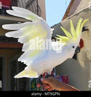 Gelbe Kakadus (Cacatua sulfurea) Stockfoto