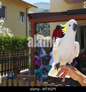 Gelbe Kakadus (Cacatua sulfurea) Stockfoto