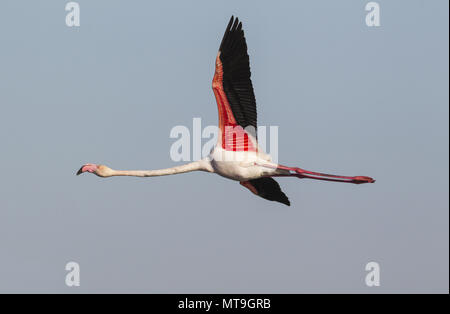 Mehr Flamingo (Phoenicopterus Roseus). Das Fliegen an der Laguna de Fuente de Piedra in der Nähe der Stadt Antequera. Dies ist der größte natürliche See in Andalusien und Europas nur Inland Nährboden für diese Art. Provinz Malaga, Andalusien, Spanien. Stockfoto