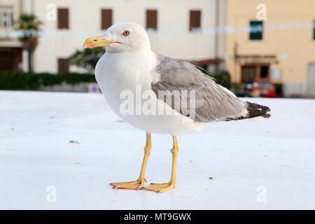 Möwe in der Porto Santo Stefano - Italien Stockfoto