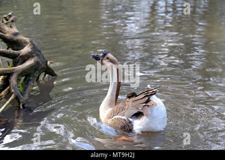 Elegante braune und weiße Chinesische Gans Stockfoto