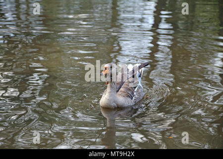 Elegante braune und weiße Chinesische Gans Stockfoto