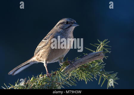 Zippammer (Emberiza cia) auf einem Twig thront. Österreich Stockfoto