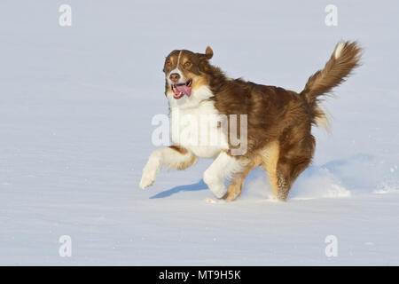 Australian Shepherd. Erwachsener Hund laufen im Schnee. Deutschland Stockfoto