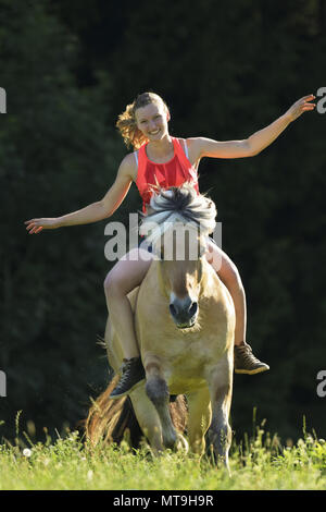 Norwegischen Fjord Pferd. Reiter auf Hengst Galopp Reiten ohne Sattel und ohne Hände. Deutschland Stockfoto