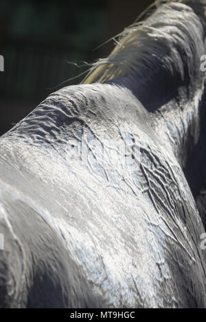 Arabische Pferd. Mantel eines verschwitzten Pferd nach einem endurance Ride, close-up. Abu Dhabi Stockfoto