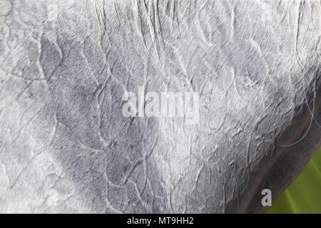 Arabische Pferd. Mantel eines verschwitzten Pferd nach einem endurance Ride, close-up. Abu Dhabi Stockfoto