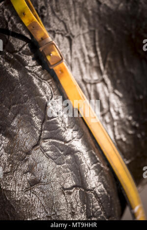 Arabische Pferd. Mantel eines verschwitzten Pferd nach einem endurance Ride, close-up. Abu Dhabi Stockfoto