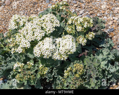 Nahaufnahme der Blumen von Sea kale (Crambe maritima) Stockfoto