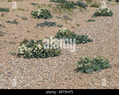 Klumpen von Sea kale (Crambe maritima) wachsen in der einzigen Dunwich Strand Stockfoto