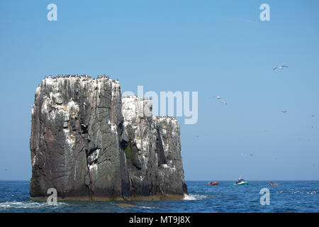 Guillemots auf die Farne Islands Stockfoto