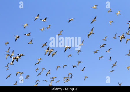 Eurasian Curlew (Numenius arquata) und Brandente (Tadorna tadorna). Gemischte Herde im Flug während der Migration. Nationalpark Schleswig-Holsteinisches Wattenmeer. Deutschland Stockfoto