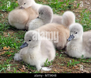 Baby Höckerschwäne nur 2 Tage alt ruht auf Rasen Stockfoto