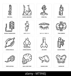 16 Einfache editierbare Ikonen wie menschliche Hüfte, Leber, Schädel, Seitenansicht, Düngung, Blutgefäß, Rod Zelle, Transfusionen, Muskel, Augenbrauen werden kann Stock Vektor