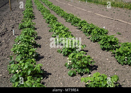 Reihen von Erdbeerpflanzen in einem Feld Stockfoto