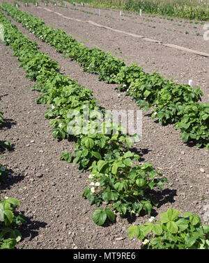 Reihen von Erdbeerpflanzen in einem Feld Stockfoto