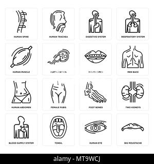 16 Einfache editierbare Ikonen wie großen Schnurrbart, menschliche Augen, Tonsillen, Blut, zwei Nieren, Wirbelsäule, Muskeln, Bauch, Mund geöffnet werden kann Stock Vektor