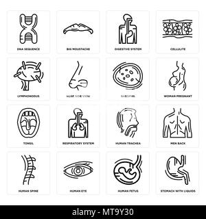 16 Einfache editierbare Ikonen wie Magen mit Flüssigkeiten, menschlichen Fötus, Auge, Wirbelsäule, Männer zurück, DNA-Sequenz, Lymphonodus, Tonsillen, Basophil werden uns Stock Vektor