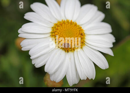 Kleine abwechslungsreiche Teppich Käfer anthrenus verbasci Latein Pollen sammeln auf einer Marguerite Blume oder Swan River daisy sehr nahe in Italien im Frühling Stockfoto