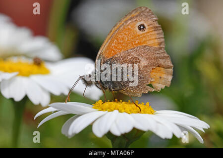 Winzig kleine Heide Schmetterling sehr nah bis Latin Coenonympha pamphilus Fütterung auf ein Marguerite oder White Swan River daisy Latin brachyscome in Italien Stockfoto