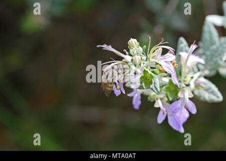 Honey Bee schließen bis auf teucrium fruticans Blume echinops oder germander in Italien Apis mellifera Pollen sammeln in Italien Stockfoto